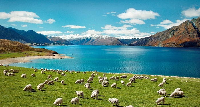 New Zealand là một đất nước tươi đẹp mà ai cũng muốn đặt chân đến