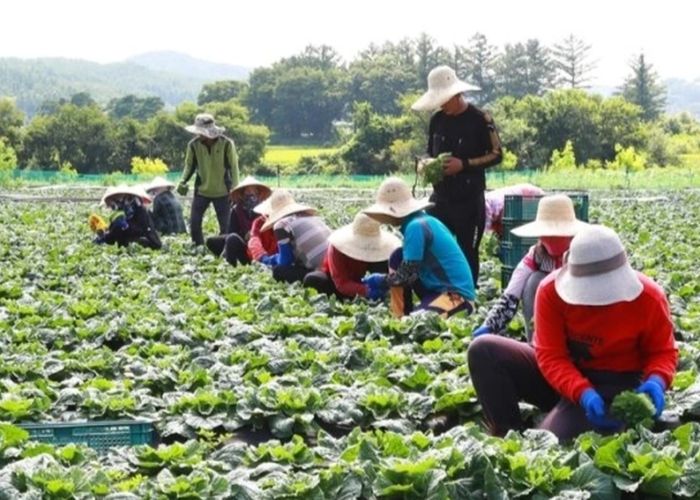 Lý do trượt visa Hàn Quốc mục đích không phù hợp